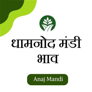 Online dhamnod mandi bhav by anajmandi