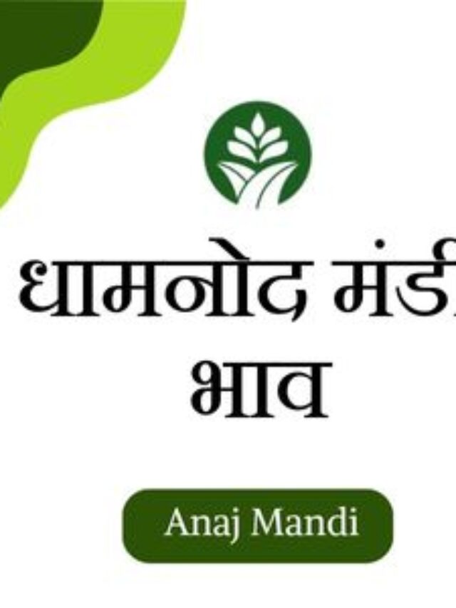 Online dhamnod mandi bhav by anajmandi