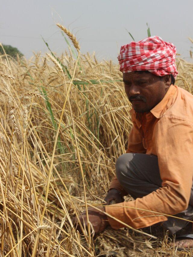 Betul crop after rainfall