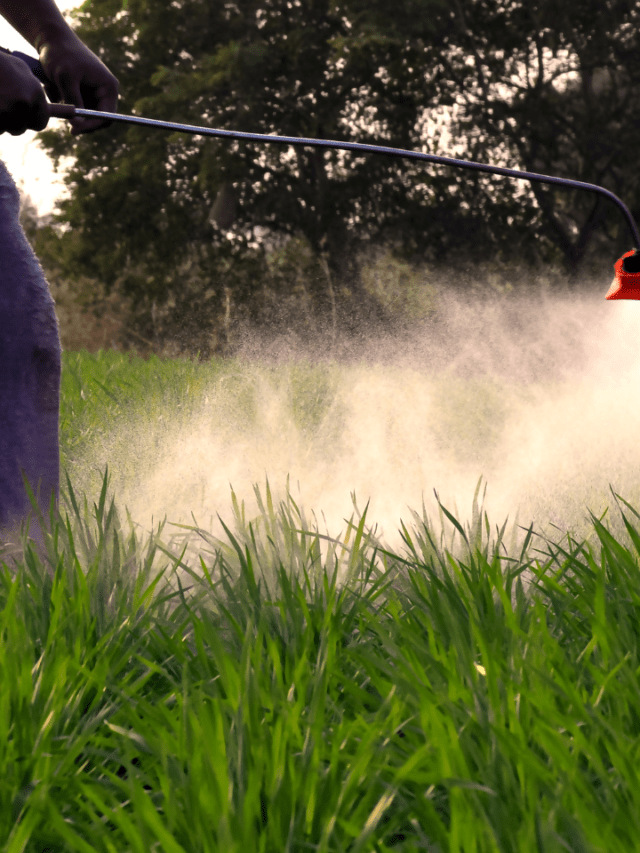 Spray performing in crop