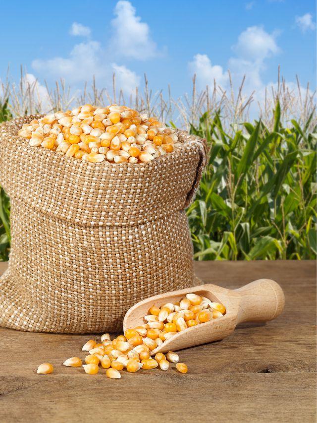 Maize crop