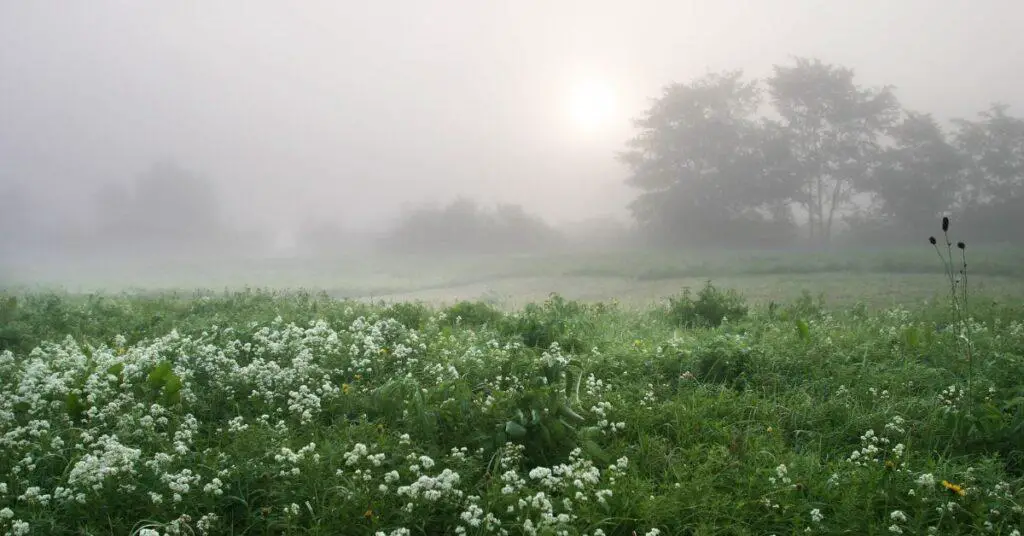 fog in crop area
